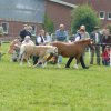 2008_06_15_ponyfestival